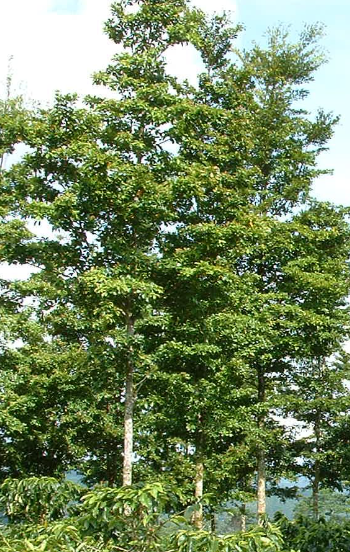 Bocote Tree