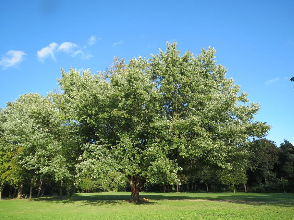 Silver Maple(Acer saccharinum)